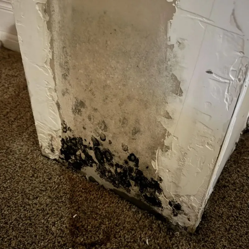 Professional Mold Removal in Laurens, SC
